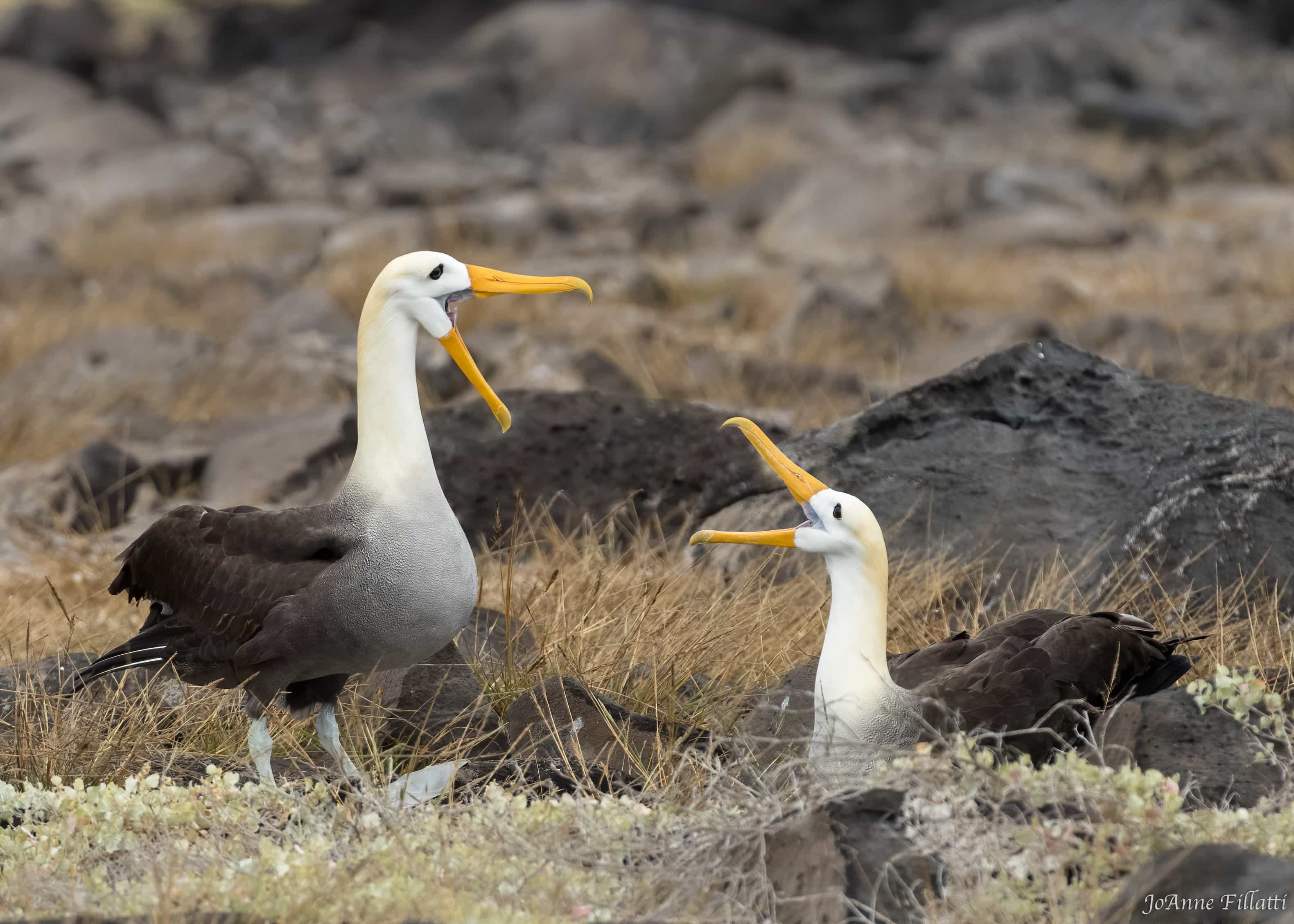 bird of galapagos image 23